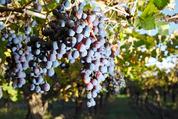 Grape planting