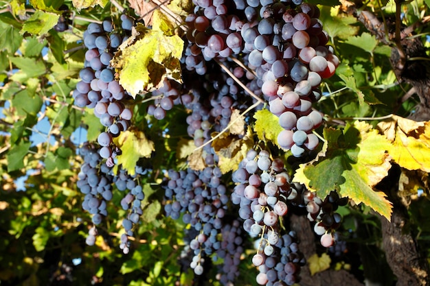 Grape planting