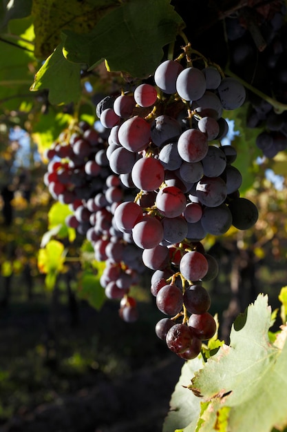 Grape planting