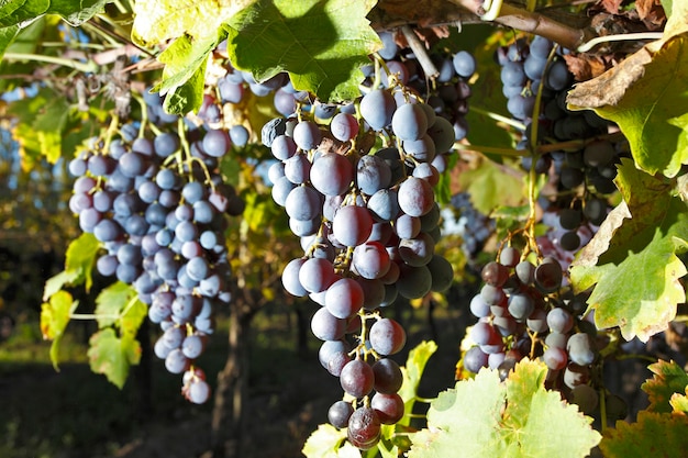 Grape planting