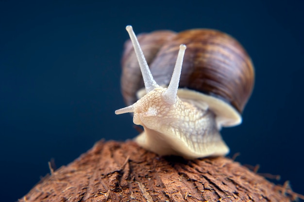 grape snail on a coconut on a dark background. mollusc and invertebrate