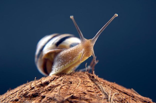 暗闇の中でココナッツのブドウのカタツムリ