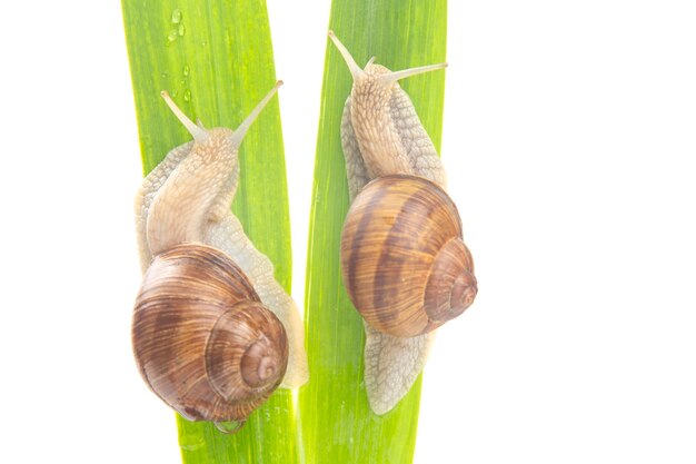 grape snail crawling on green leaves. mollusc and invertebrate