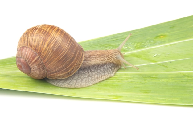 grape snail crawling on green leaves. mollusc and invertebrate.