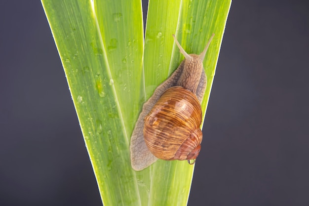 Grape snail crawling on green leaves. mollusc and invertebrate.