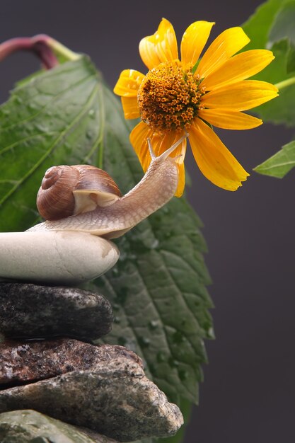 Grape snail crawling on a stone against a background of flowers. mollusc and invertebrate