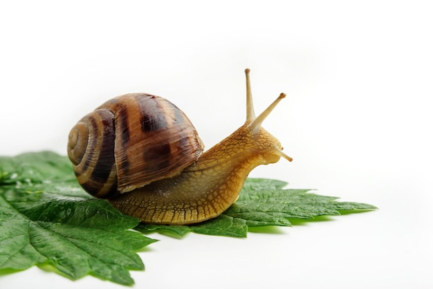 Grape snail crawls on a green leaf on a white background