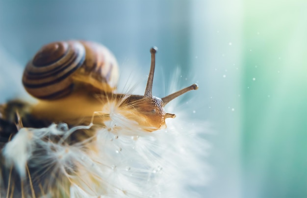 Grape snail on a dandelion flower in macro