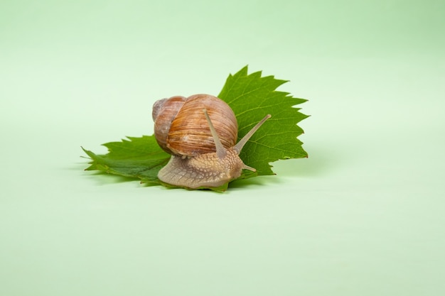 Grape snail on a green leaf close up.