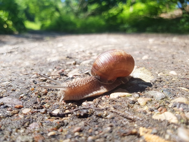 The grape snail Helix pomatia crawls on the ground