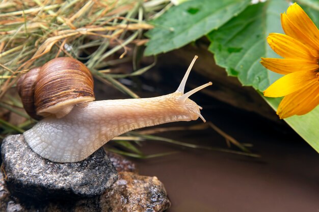 Grape snail is actively crawling in nature. mollusc and invertebrate. delicacy meat and gourmet food.