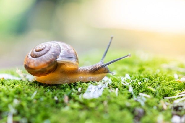 A grape snail sits on green moss