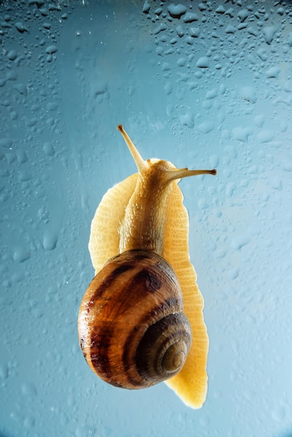 Photo grape snail on wet glass with raindrops