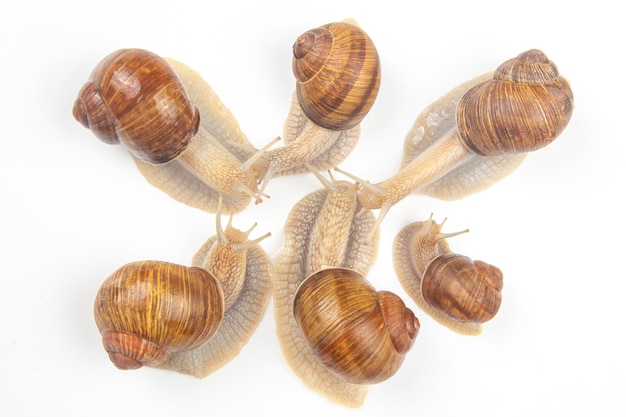 grape snail on a white background. mollusc and invertebrate. gourmet protein meat food.