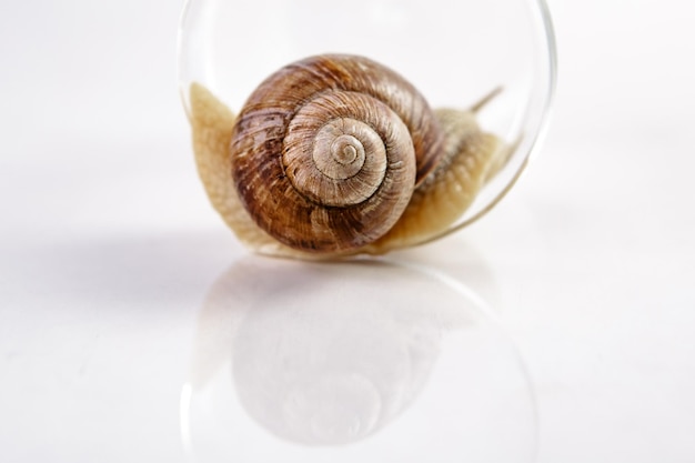 A grape snail with a brown shell crawls along the edge of a glass cup