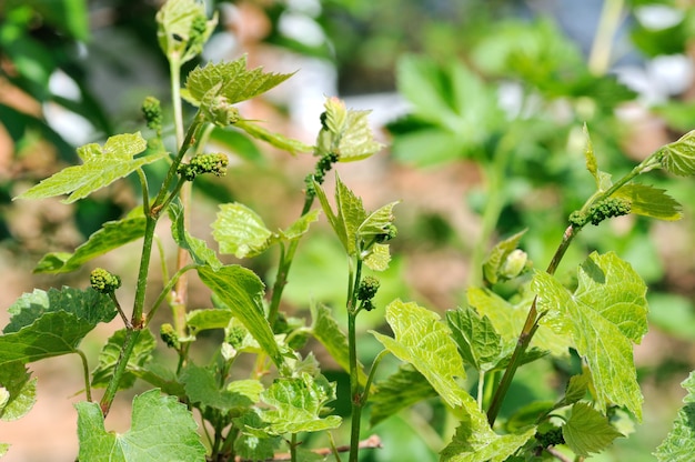 Grape vine in bloom and buds