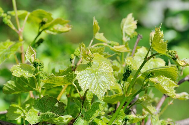 Grape vine in bloom and buds