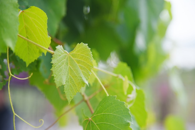 Foglie verdi della vite sulla pianta tropicale del ramo nella natura della vigna