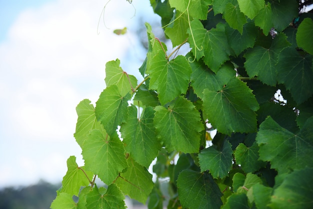 Grape vine green leaves on branch tropical plant in the vineyard 