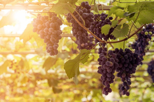 Viti in vigneto su sfondo soleggiato. vendemmia, uva rossa viola in crescita