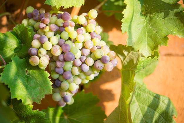 Grape in vineyard