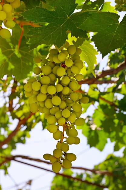 Виноград в винограднике