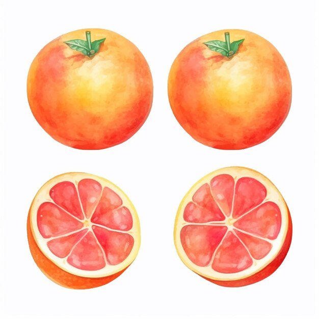 Photo grapefruit portrayed in a watercolor