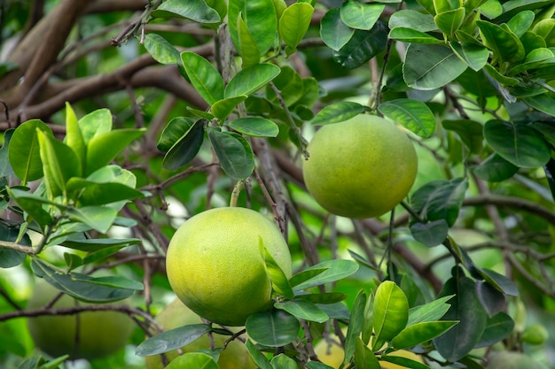 Grapefruit tree grapefruit firm plump