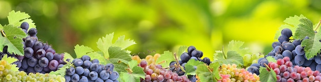 Grapes from your favorite garden