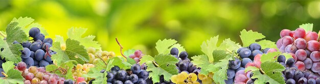 Виноград из любимого сада