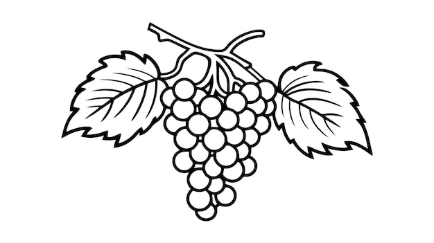 Photo grapes fruit icon vector illustration on white background