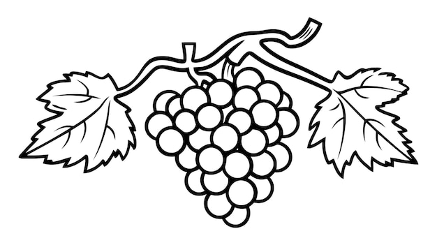 grapes fruit icon vector illustration on white background