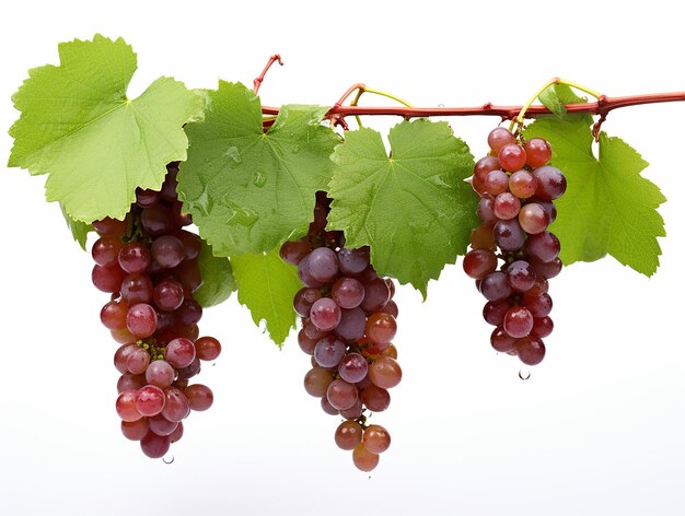 Grapes Galore Fresh Grapes on White Background