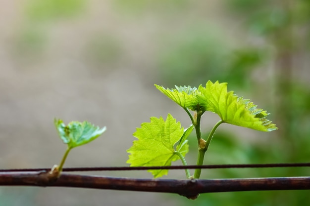 Виноград в саду на природе