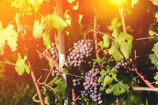 Grapes growing on plant