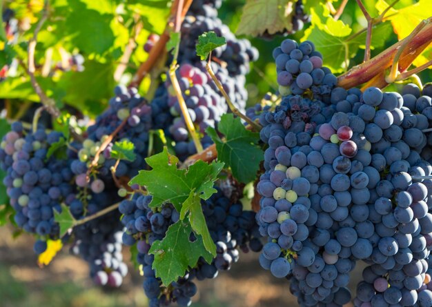 Photo grapes growing in vineyard