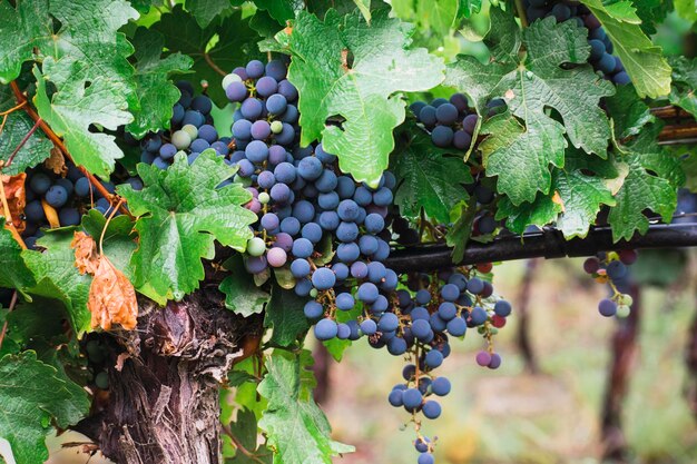 Grapes growing in vineyard