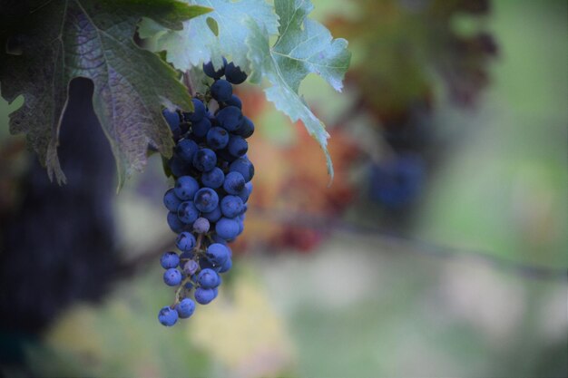 Foto vini coltivati in vigna