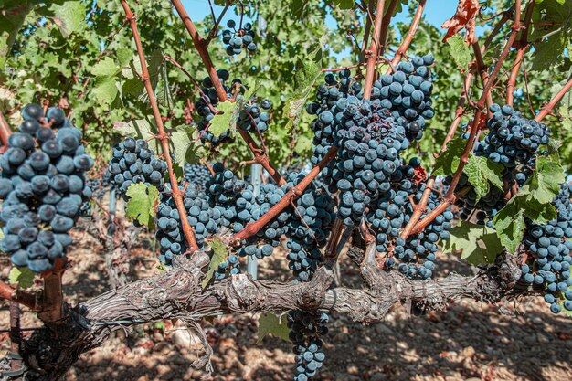 Foto uva coltivata in vigna