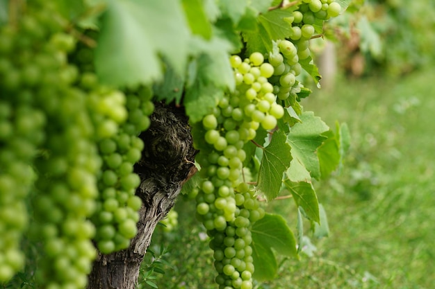 Grapes growing in vineyard