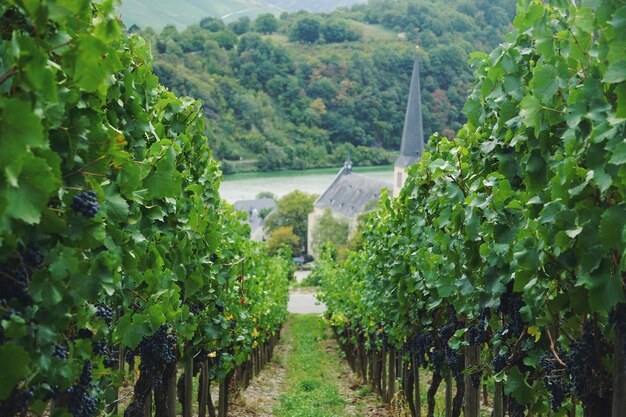 Grapes growing in vineyard