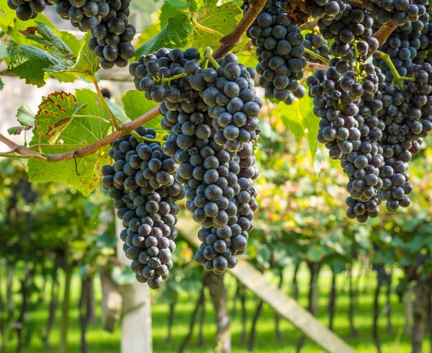 Foto uva coltivata in vigna