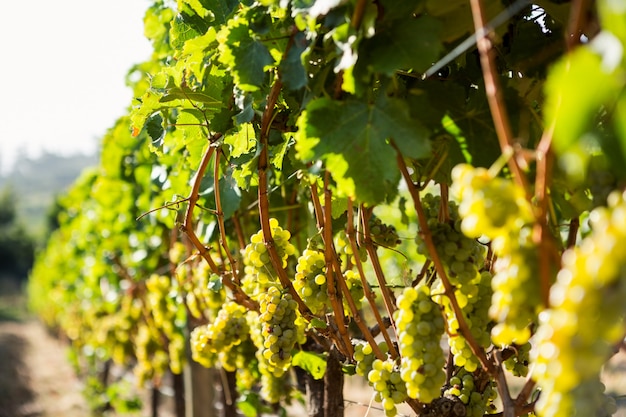 Grapes growing at vineyard