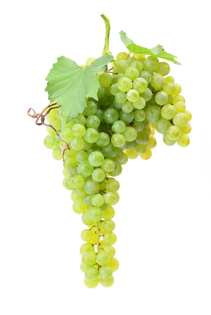 Grapes hanging on a white surface