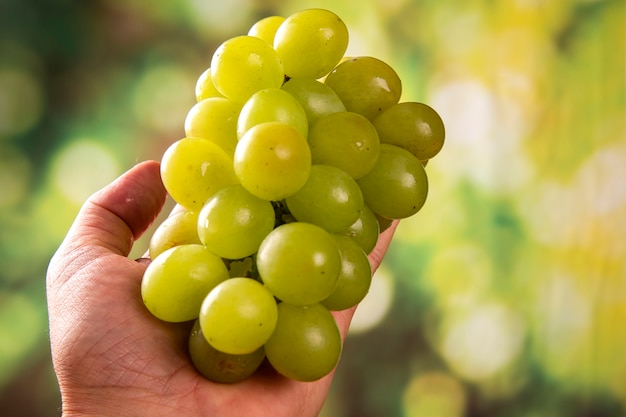 Grapes harvest in farmer hand