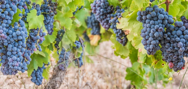 Grapes harvest. Lush Wine Grapes Clusters Hanging On The Vine.