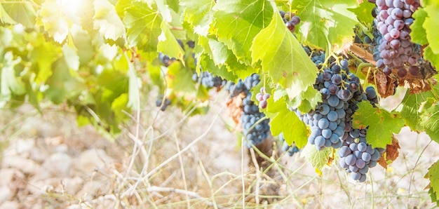 Grapes harvest. Lush Wine Grapes Clusters Hanging On The Vine.