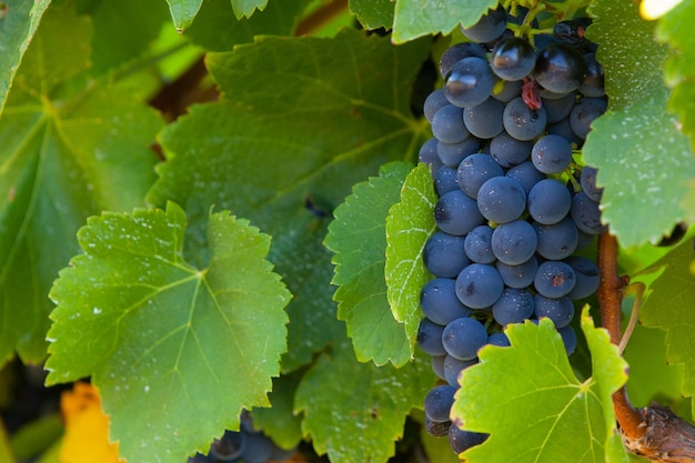 Grapes in late harvest at a winery in Yarra Valley Australia