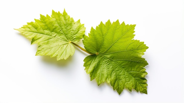 Grapes leaf on a white background