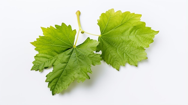 Grapes leaf on a white background